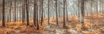 Picture of AUTUMN FOREST