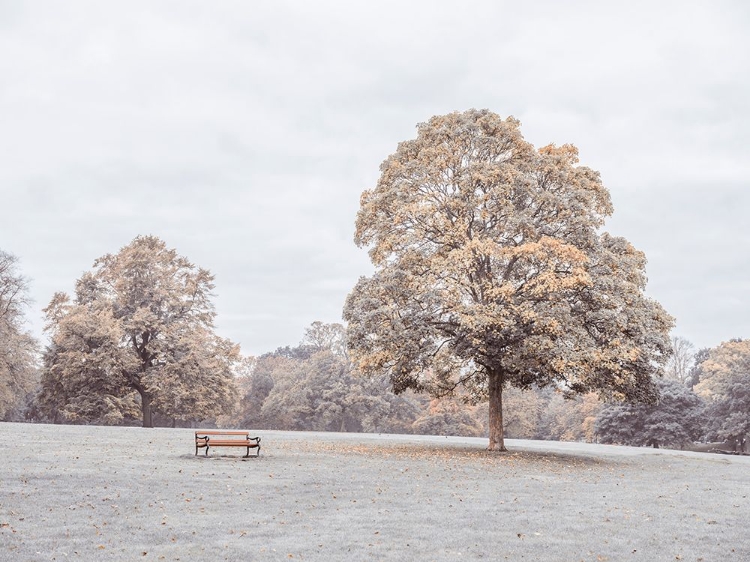 Picture of BENCH IN AUTUMN PARK