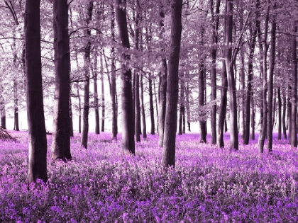 Picture of BLUEBELLS COVERING FOREST FLOOR