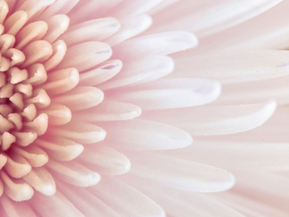 Picture of CHRYSANTHEMUM PETALS