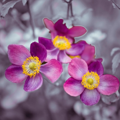 Picture of CLOSE-UP OF ANEMONE FLOWERS