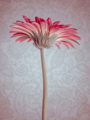 Picture of CLOSE-UP OF GERBERA DAISY ON PATTERNED BACKGROUND