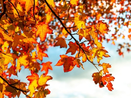 Picture of COLOURED LEAVES AT AUTUMN