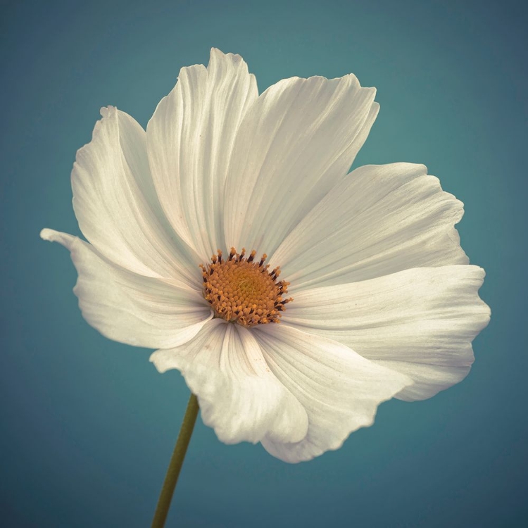 Picture of COSMOS FLOWER