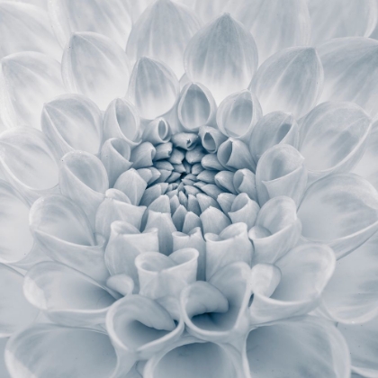 Picture of DAHLIA FLOWER, CLOSE-UP