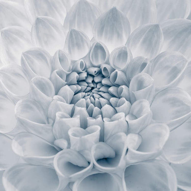 Picture of DAHLIA FLOWER, CLOSE-UP