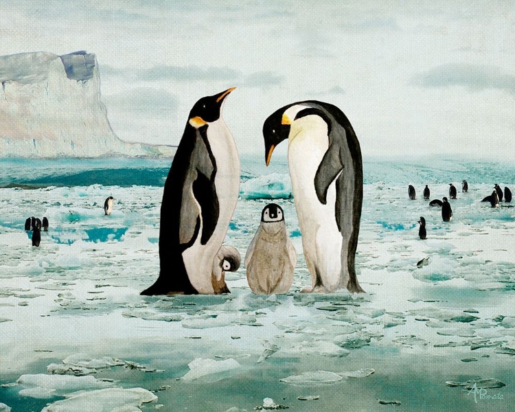 Picture of EMPEROR PENGUIN FAMILY
