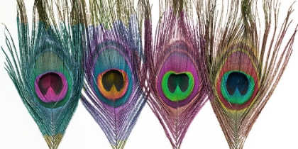 Picture of FOUR PEACOCK FEATHERS IN A ROW
