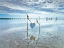 Picture of HEART TIED UP ON WOODEN STICKS AT THE BEACH
