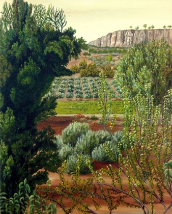 Picture of HIGH MOUNTAIN OLIVE TREES