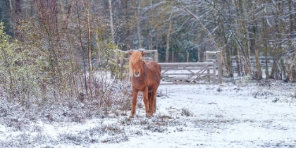 Picture of HORSE IN THE SNOW