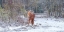 Picture of HORSE IN THE SNOW