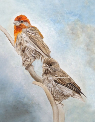 Picture of HOUSE FINCH COUPLE