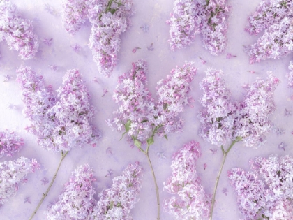 Picture of LILAC FLOWERS