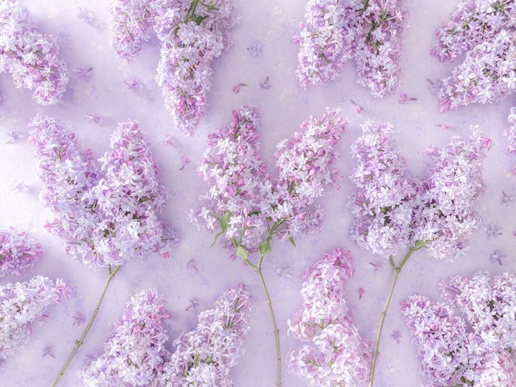 Picture of LILAC FLOWERS