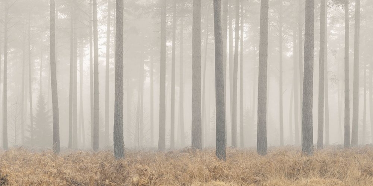Picture of MISTY FOREST
