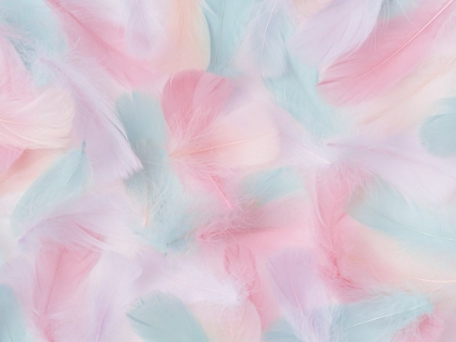 Picture of MULTICOLOURED SOFT FEATHERS