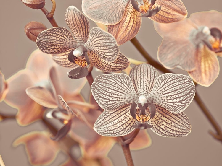 Picture of ORCHIDS CLOSE-UP