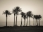 Picture of PALM TREES ON BEACH OF DEAD SEA, ISRAEL