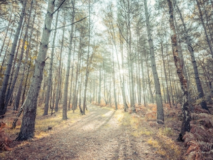 Picture of PATHWAY THROUGH FOREST