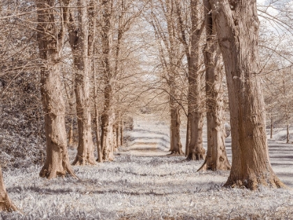 Picture of PATHWAY THROUGH TREES IN FOREST