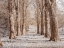 Picture of PATHWAY THROUGH TREES IN FOREST