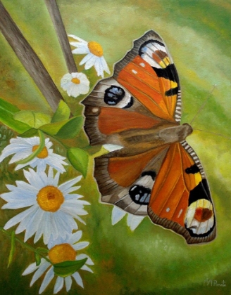 Picture of PEACOCK BUTTERFLY