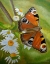 Picture of PEACOCK BUTTERFLY