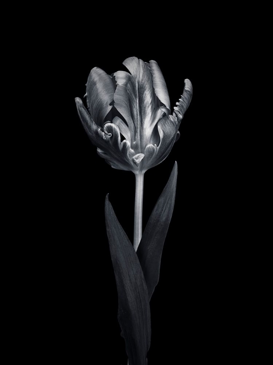 Picture of RCOCO TULIP, SIDE VIEW