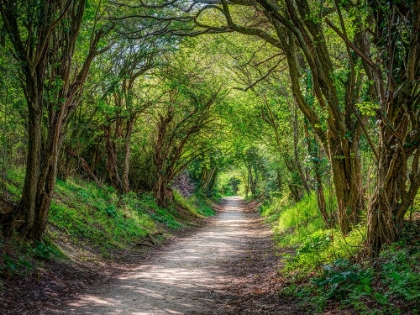 Picture of ROAD THROUGH DENSE FOREST