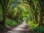 Picture of ROAD THROUGH DENSE FOREST