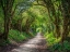 Picture of ROAD THROUGH DENSE FOREST