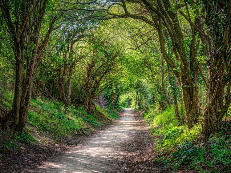 Picture of ROAD THROUGH DENSE FOREST