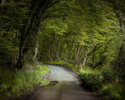 Picture of ROAD THROUGH DENSE FOREST