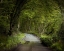 Picture of ROAD THROUGH DENSE FOREST