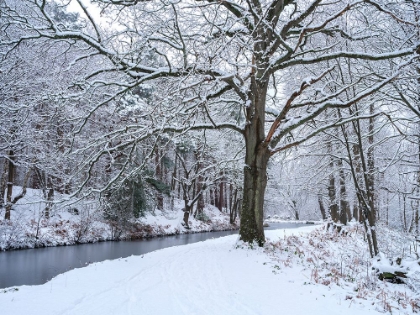 Picture of SNOWY CANAL THROUGH FOREST