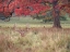 Picture of STAG IN A FIELD