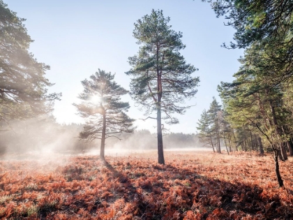 Picture of SUN TROUGH TREES