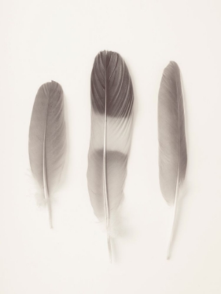 Picture of THREE FEATHERS ON WHITE BACKGROUND