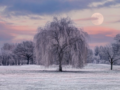 Picture of TREE COVERED IN FROST