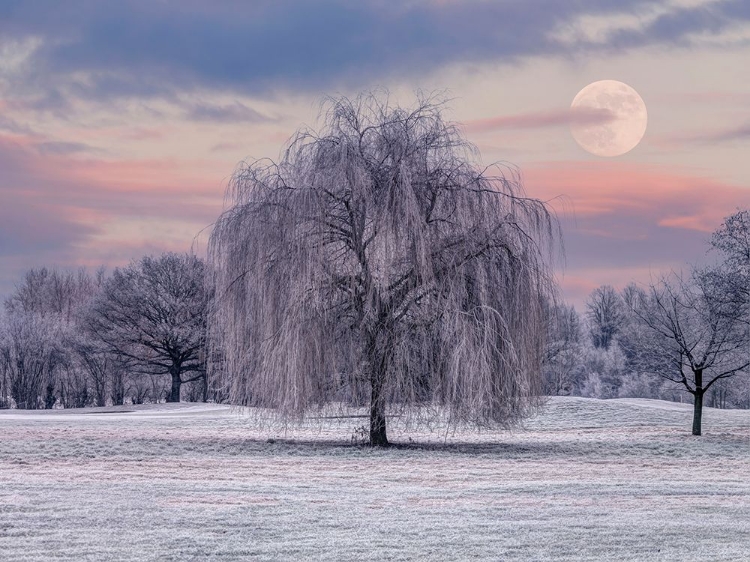 Picture of TREE COVERED IN FROST