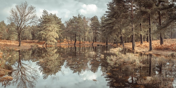 Picture of TREES BY A LAKE