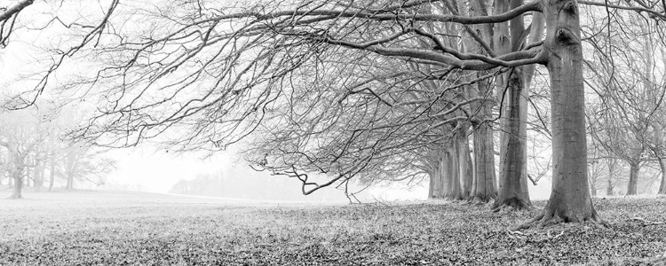 Picture of TREES IN A ROW