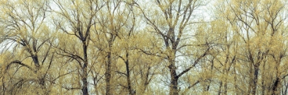 Picture of TREES IN FOREST FULL FRAME