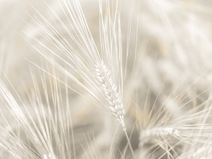 Picture of WHEAT CLOSE-UP