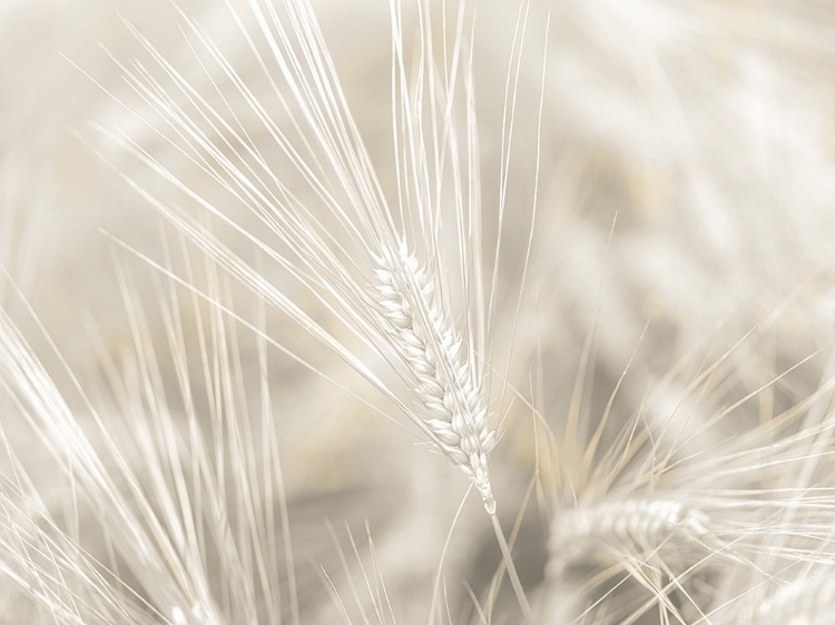 Picture of WHEAT CLOSE-UP