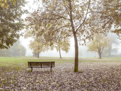 Picture of WOODEN BENCH IN AUTUMN FOREST