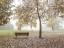 Picture of WOODEN BENCH IN AUTUMN FOREST