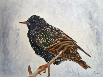 Picture of WRAPPED UP   EUROPEAN STARLING
