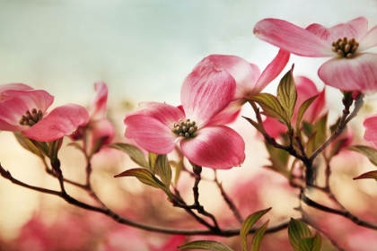 Picture of DOGWOOD DREAMS
